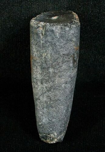 Miocene Aged Fossil Whale Tooth - #5657